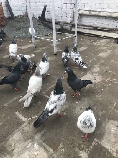 Pigeon, Kabotar, Kaboter, Kabooter