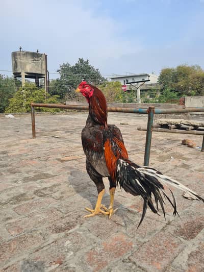 pure aseel waitnaam breed cross