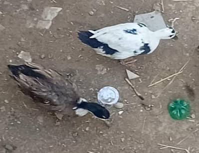 ( جوڑے 3 )دیسی بطخ کا 1یک جوڑا کی قمیت  ہے بطخ کی تعداد