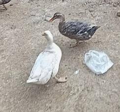 ( جوڑے 3 )دیسی بطخ کا 1یک جوڑا کی قمیت  ہے بطخ کی تعداد 1