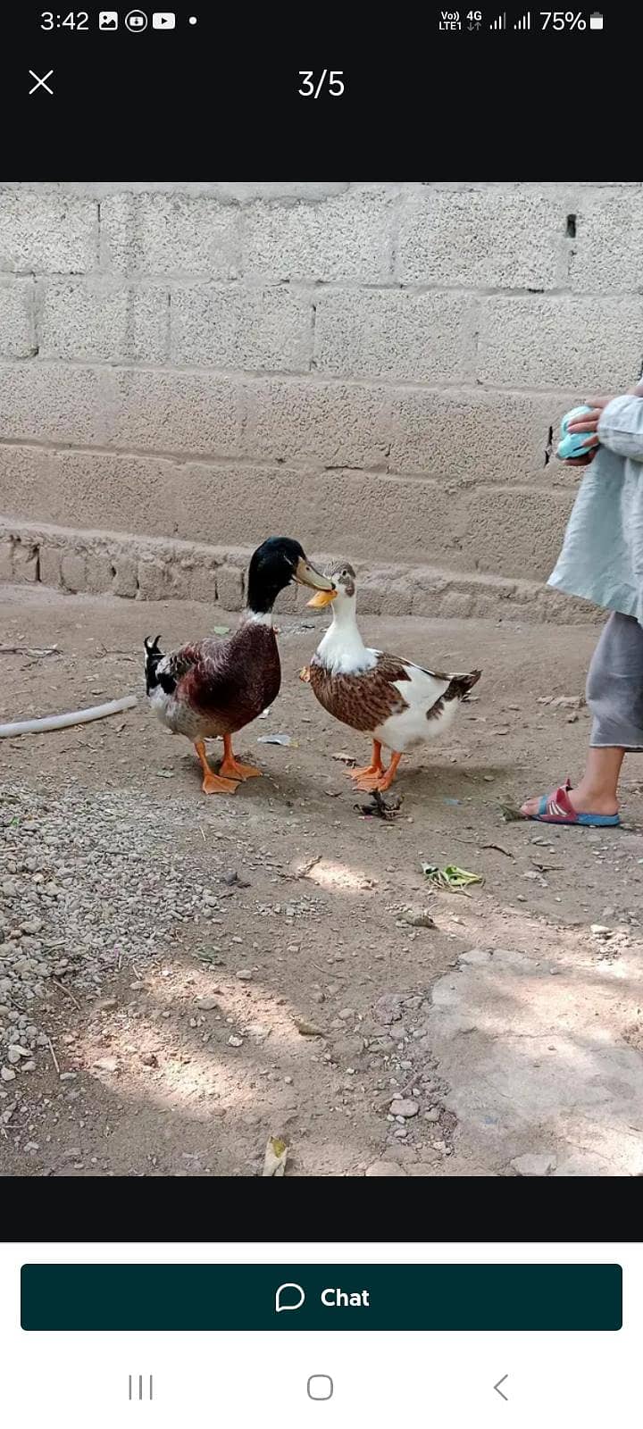 ( جوڑے 3 )دیسی بطخ کا 1یک جوڑا کی قمیت  ہے بطخ کی تعداد 3