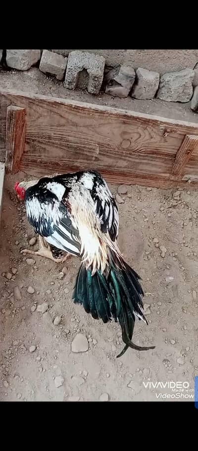 03075523715 high quality pair