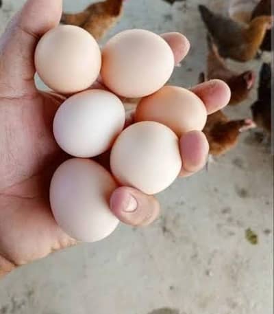 desi hen eggs pure desi
