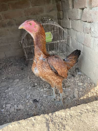 Thaixpokaoy female available