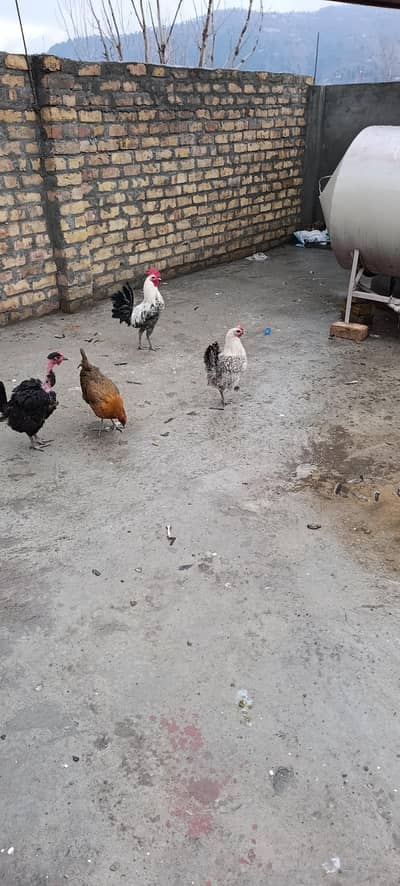 healthy and active vaccinated