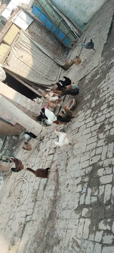 Golden Mishri Murgia