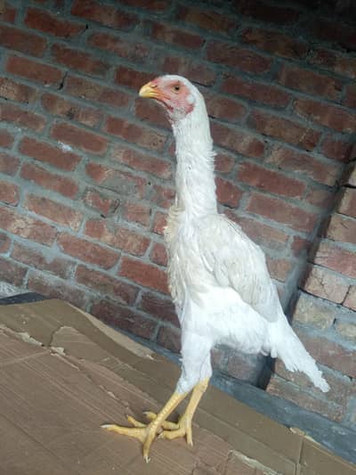 2 male or 1 femal ha shamo aseel crazy bary ha