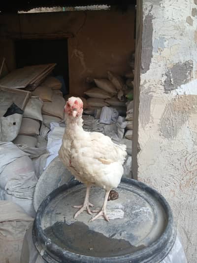 hera nasal aseel murgi