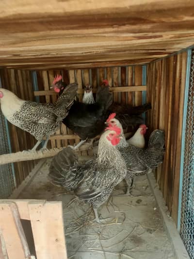 egg laying gurantee golden misri hens for sale