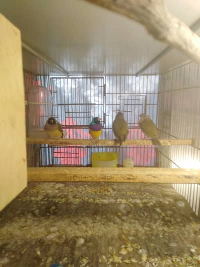 gouldian common breadder pair