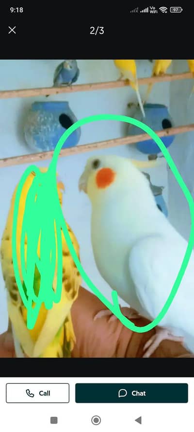 Common white Cocktails