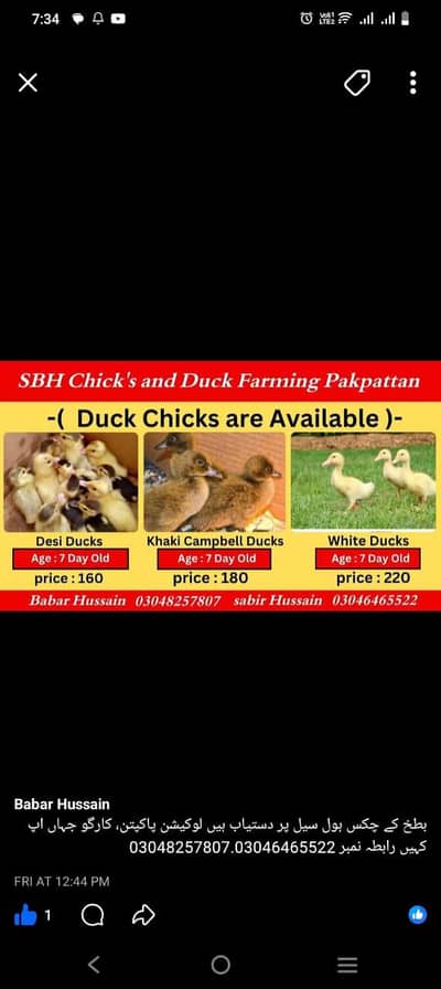 duck chicks available in pakpattan