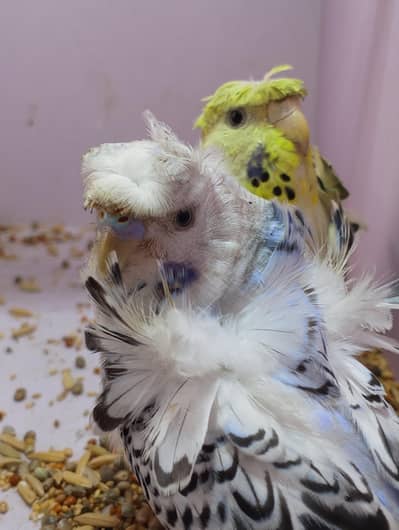 Top Quality TCB Hogoromo Young Pair Available