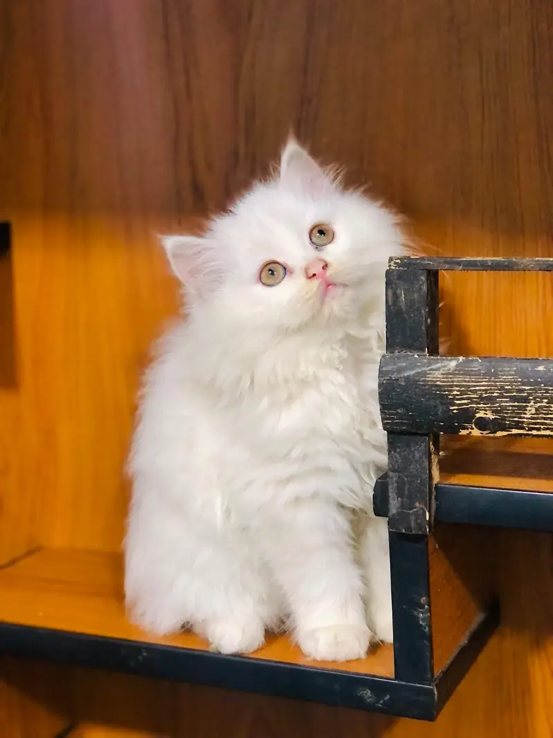Cash on delivery Persian hmalyn British punch face piki face cat kitt — photo 3