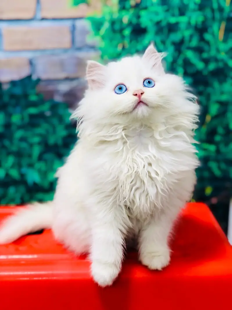 Cash on delivery Persian hmalyn British punch face piki face cat kitt — photo 5