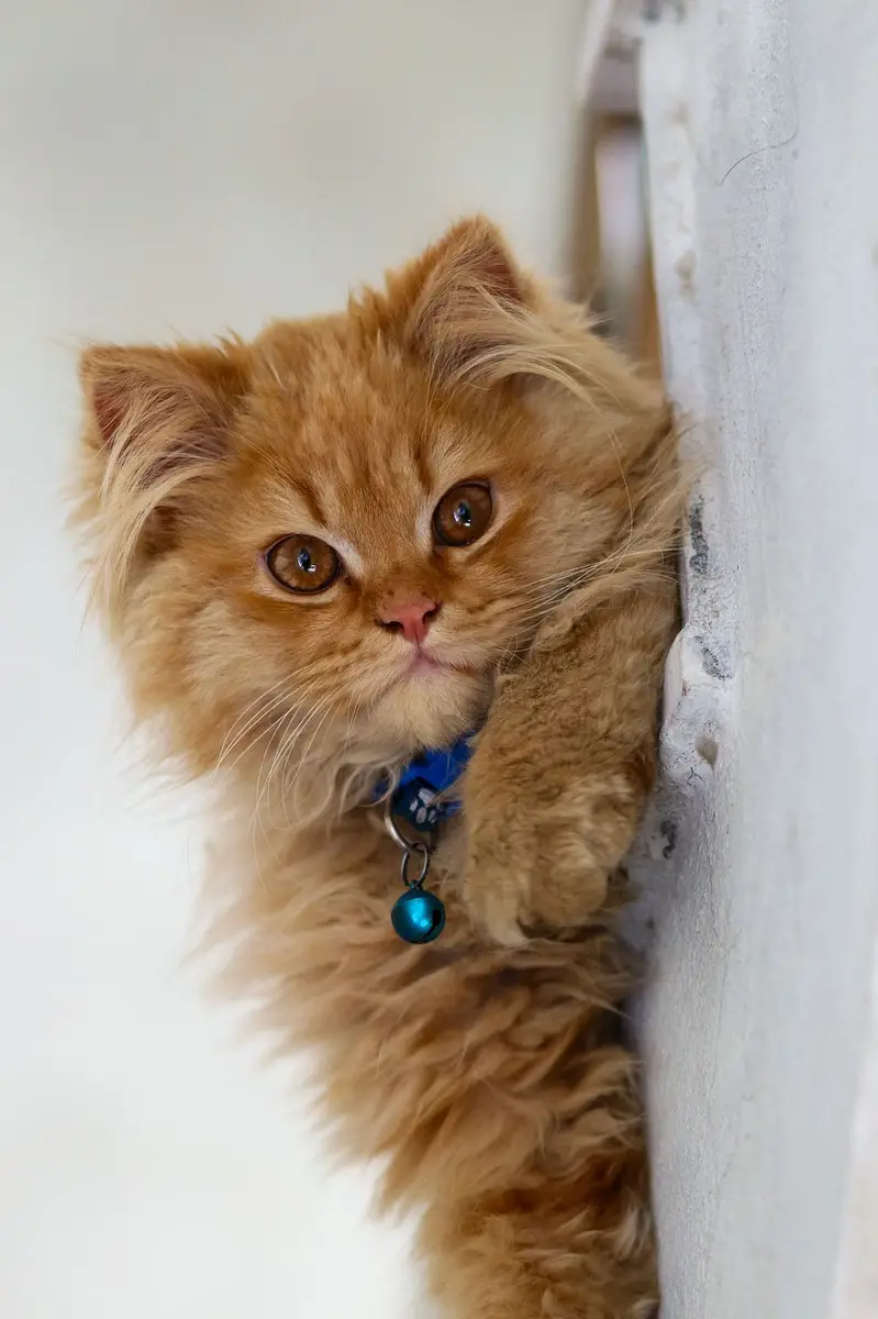 Cash on delivery Persian hmalyn British punch face piki face cat kitt — photo 6