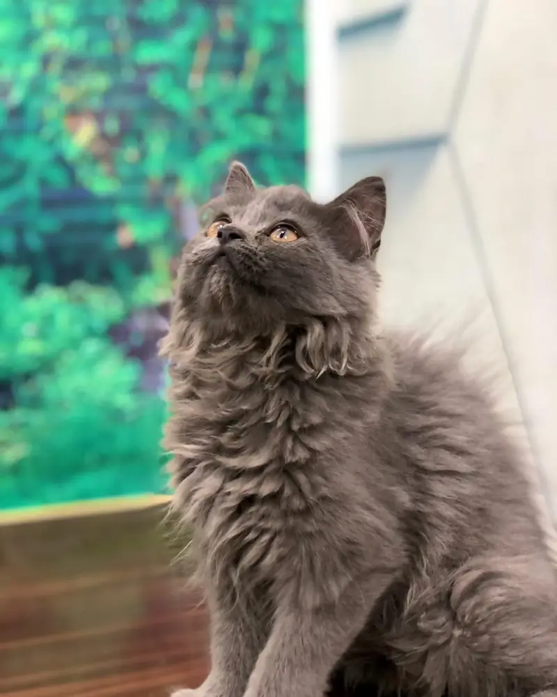 Cash on delivery Persian hmalyn British punch face piki face cat kitt — photo 10