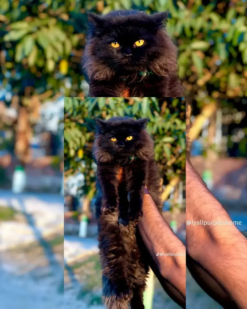 Cash on delivery Persian hmalyn British punch face piki face cat kitt — photo 11