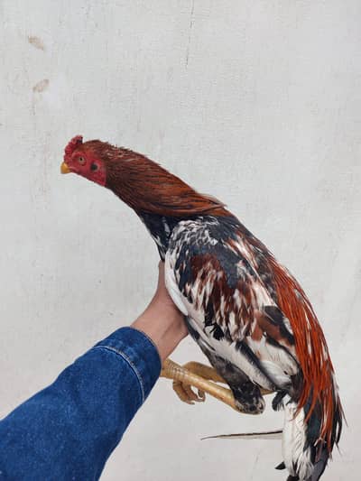 pjone number 03006621838