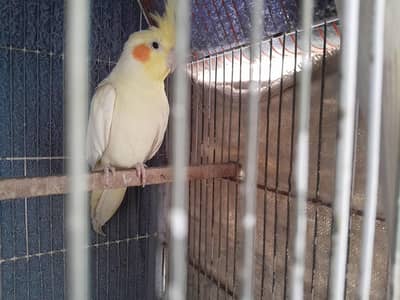 cocktail pair for sale