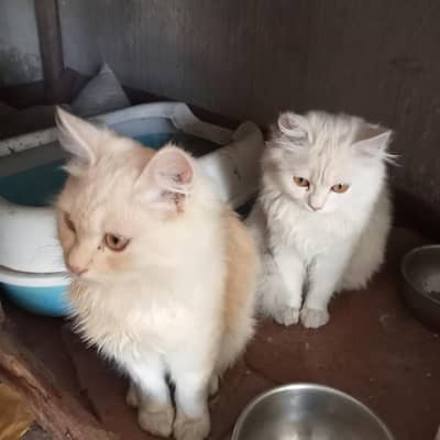cat for sale Persian male female vaccination mukmmal 6 month age puti