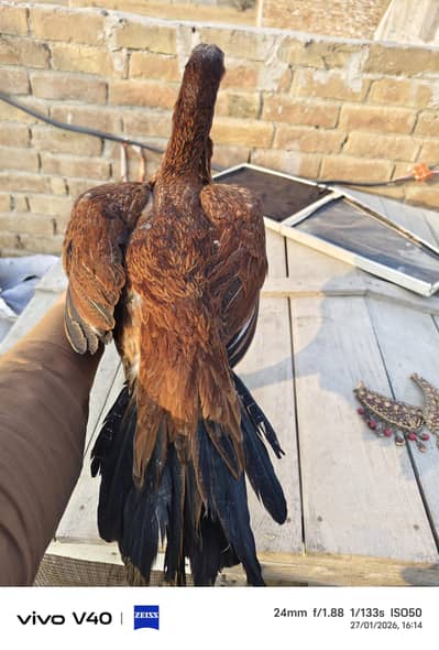 Indian Parrot Beak Aseel |Tamil Nadu|