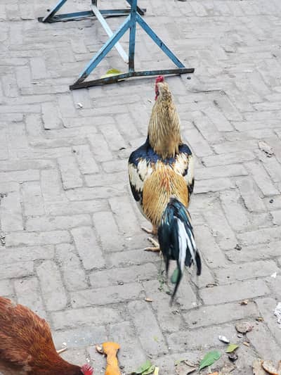 aseel Jawa Morga for sell