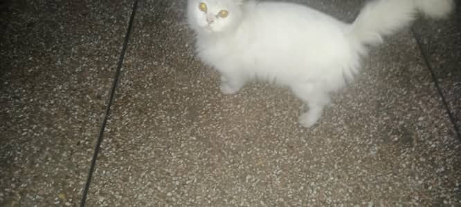 White Persion Cat