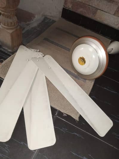 فین – بہترین حالت میں