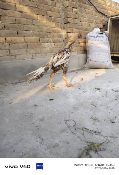 Indian Parrot Beak Aseel| SHAMU|