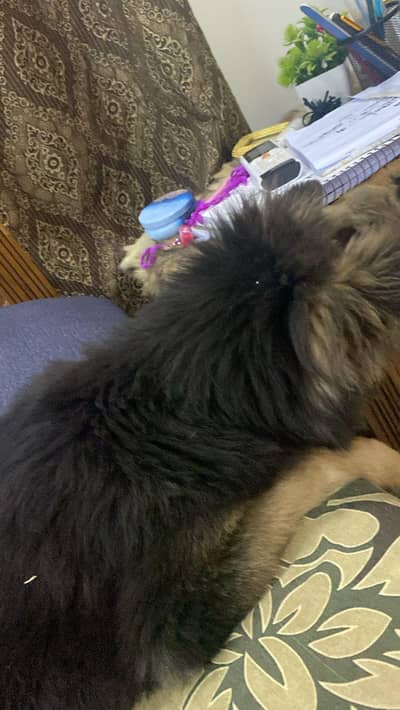 gsd female puppy pedigree