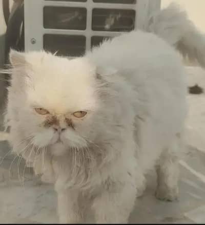 punch face male for sale best for meting