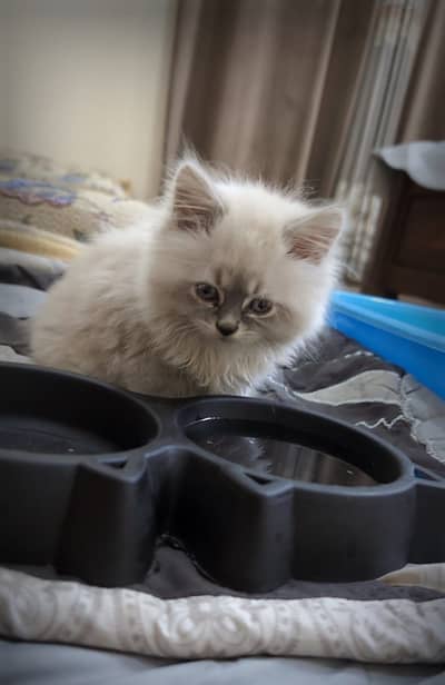 Persian cat