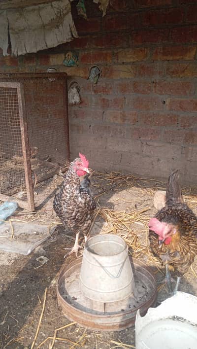 Golden Misri for Sale