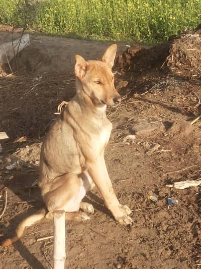 sakolty both ache krta hy