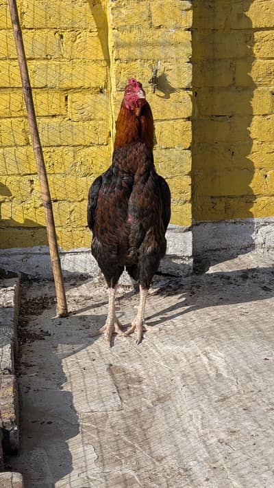 quality aseel breeder male