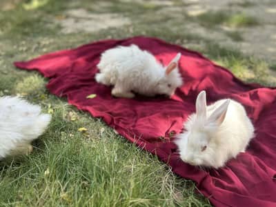 Pure English angora rabbits