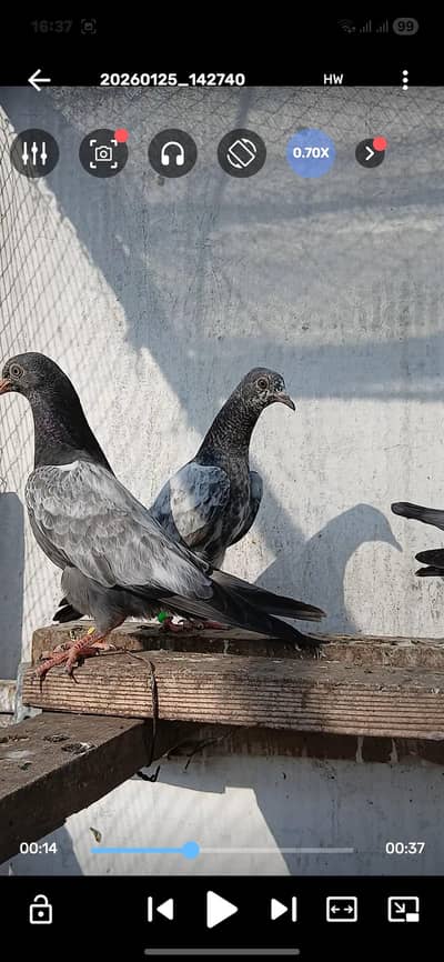 Top Class Teddy 4 Peace