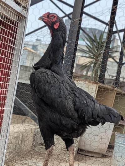 pure German o-shamo female black. . n lakhi Pakistani shamo