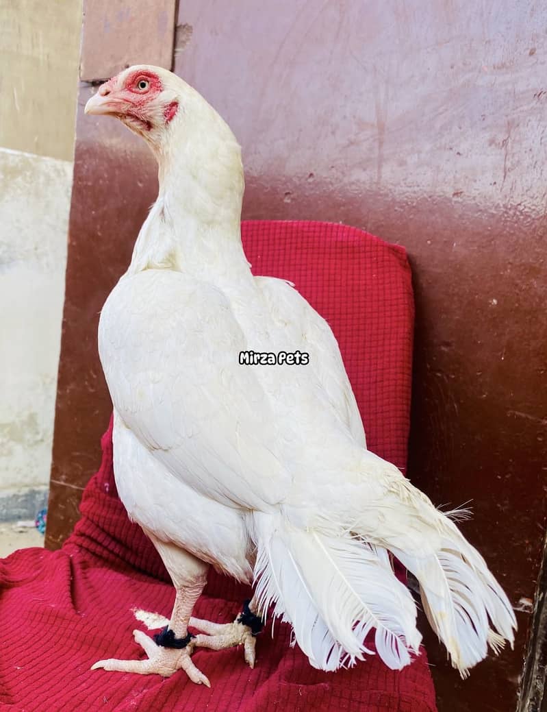 Top Quality Heera 10