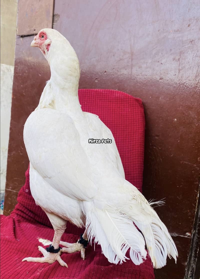 Top Quality Heera 11