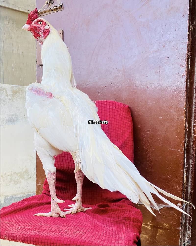 Top Quality Heera 12