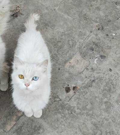 PERSIAN WHITE FEMALE CAT