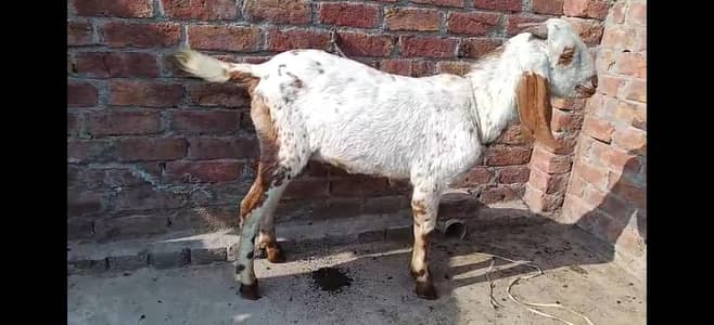 MAKHI CHNA BAKRA FOR QURBANI