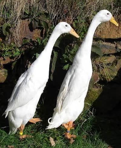 road runner duck white
