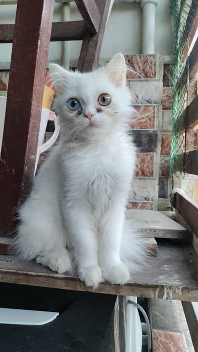 Persian Male Odd Eyes for Sale