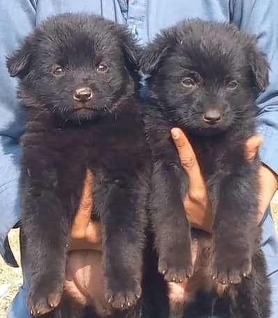 German Shepherd puppies for sale