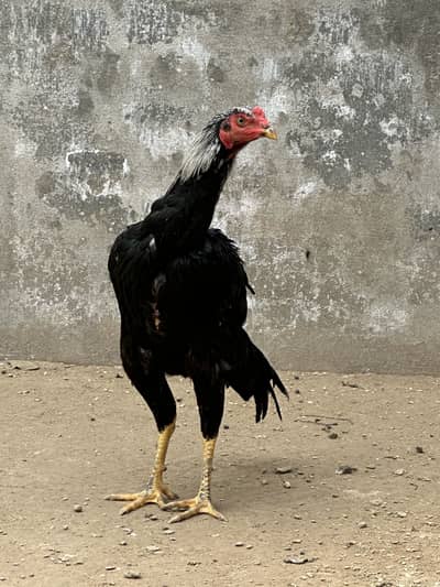 Mian wali Aseel, Ayam cemani