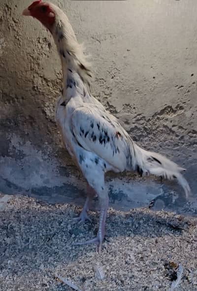 Mian wali Aseel, Ayam cemani