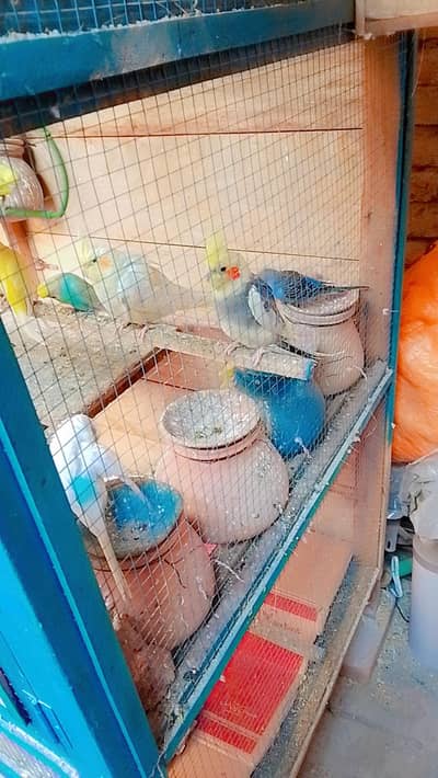 love bird or budgies or cocktail White gray color m ha